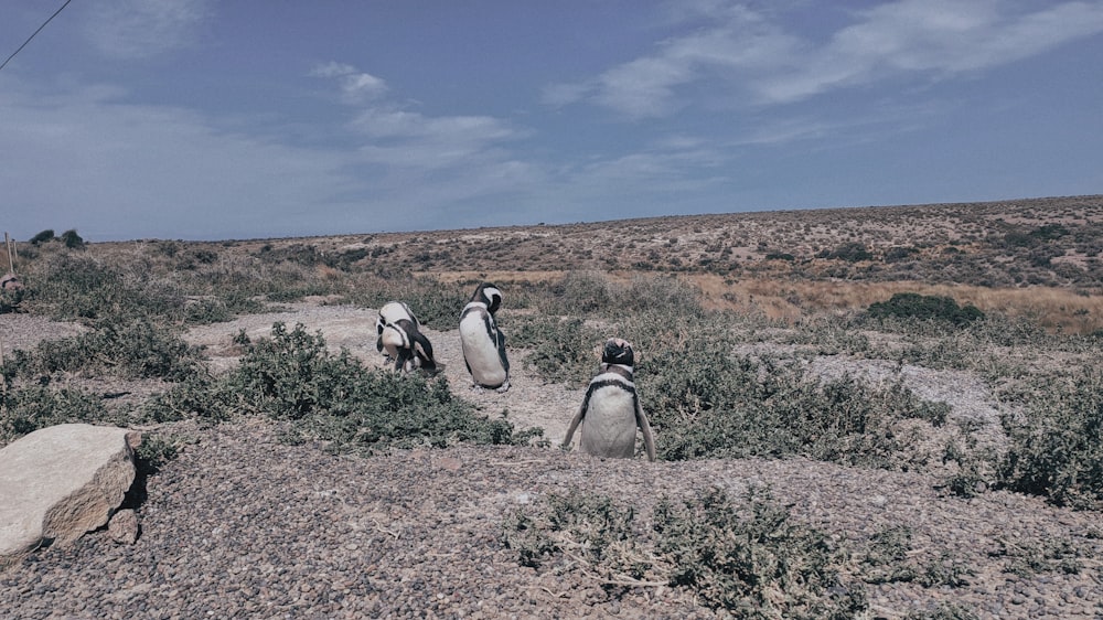 a group of penguins walking along a dirt road