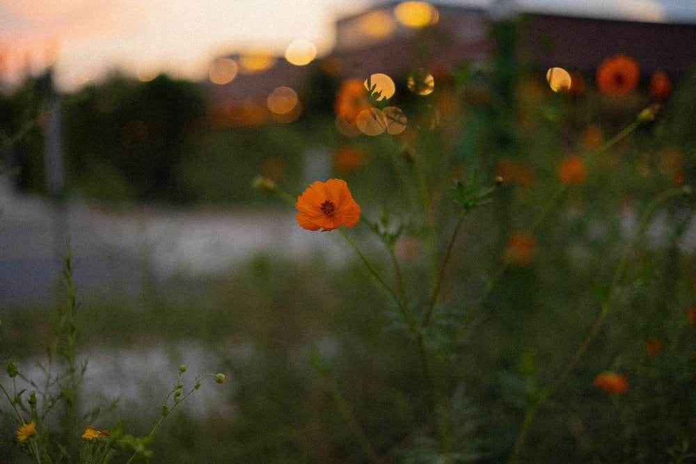 a bunch of flowers that are in the grass