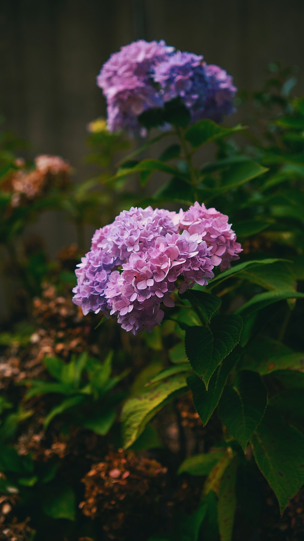 a bush of purple and blue flowers with green leaves