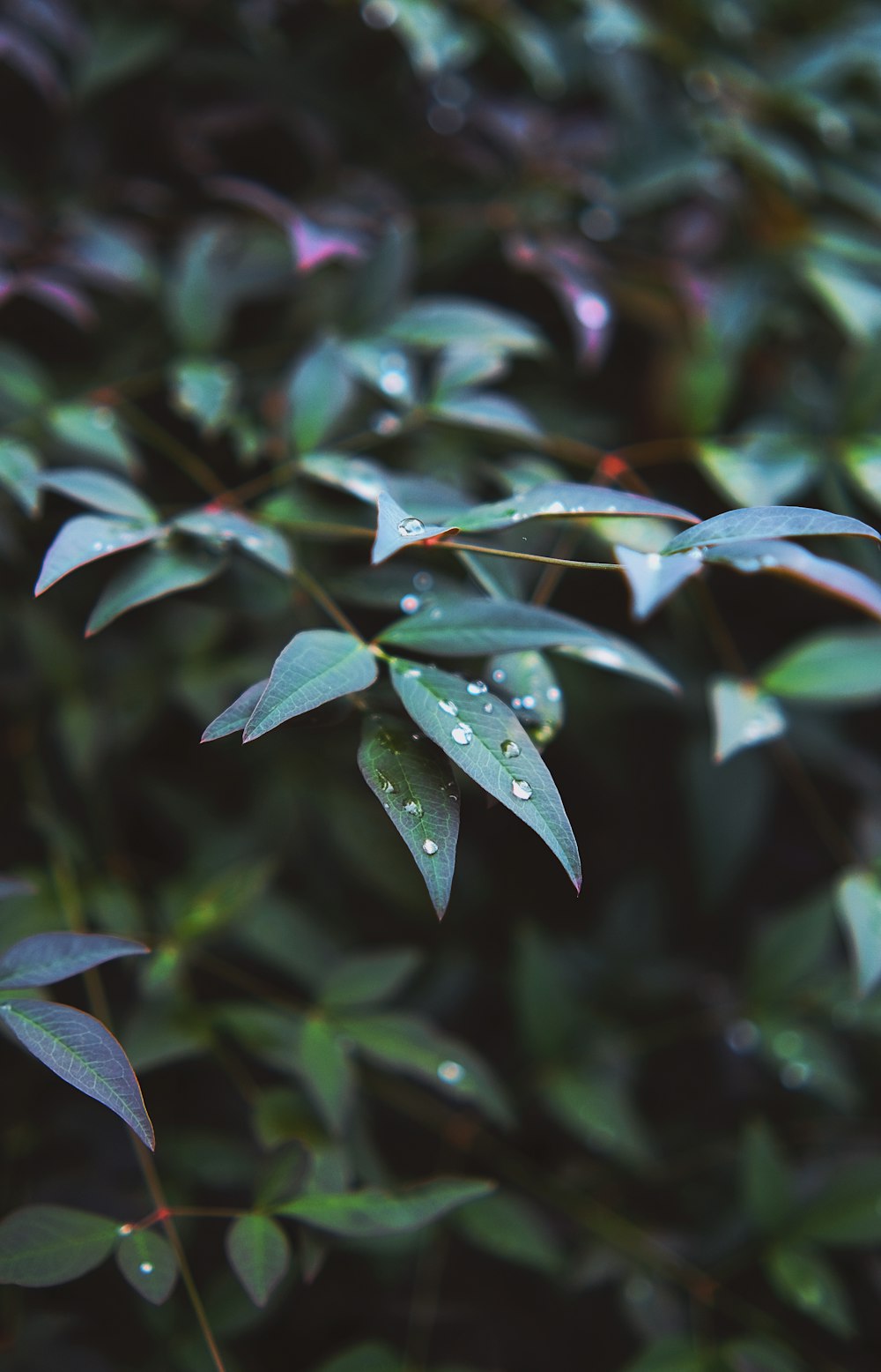 a close up of a plant with water droplets on it