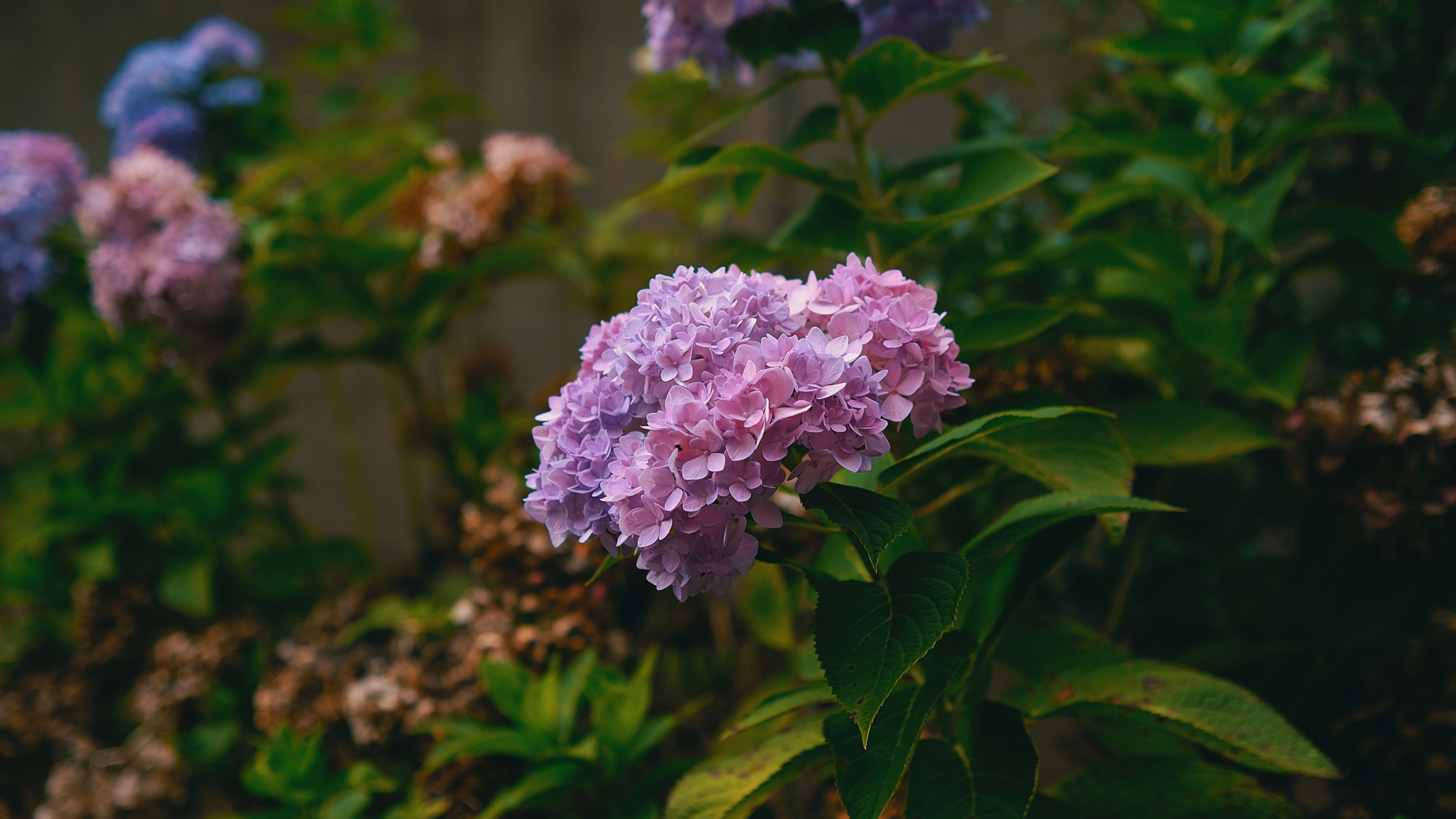 Photo by leiadakrozjhen