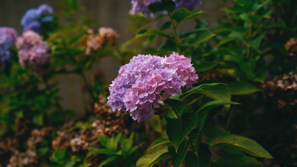 a bunch of purple flowers in a garden