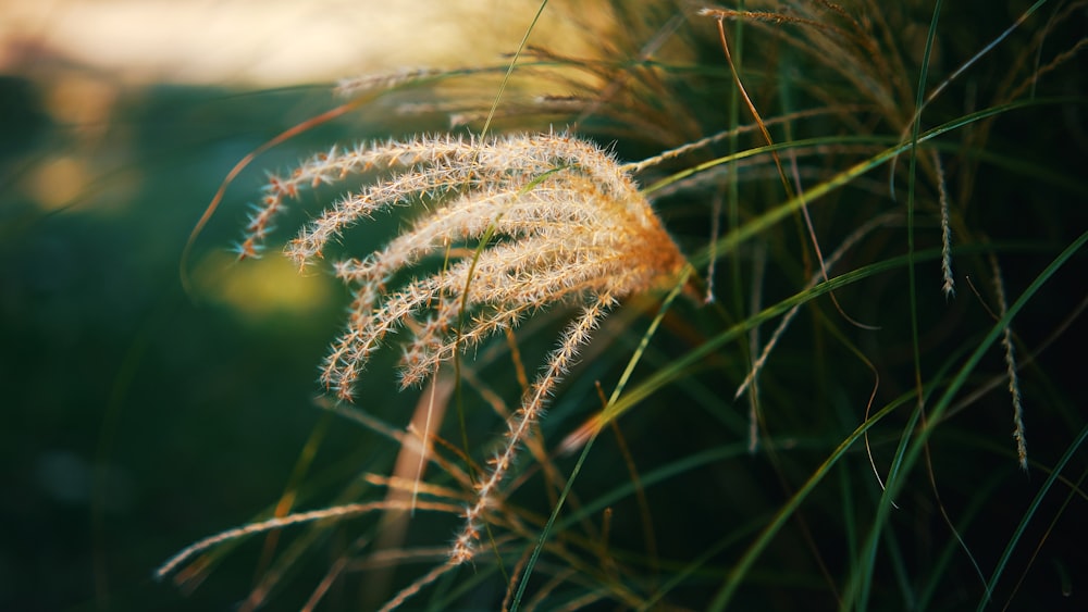 a close up of a plant with long grass