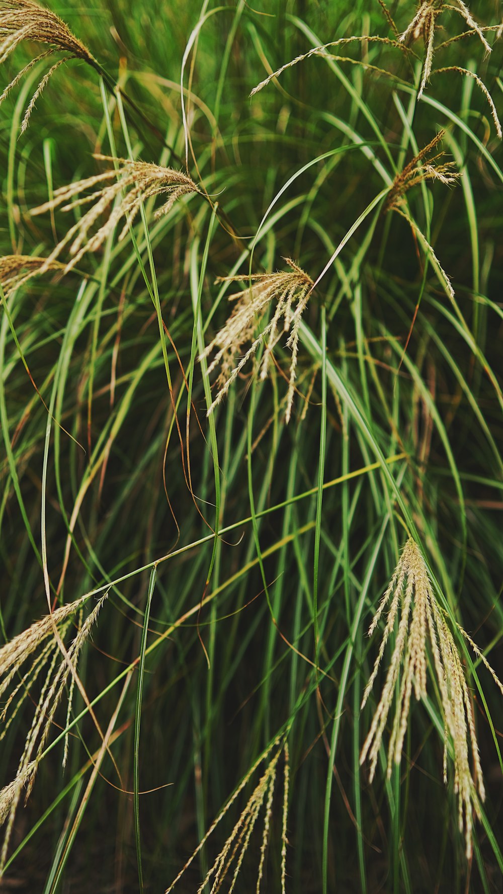 a close up of a plant with lots of green leaves