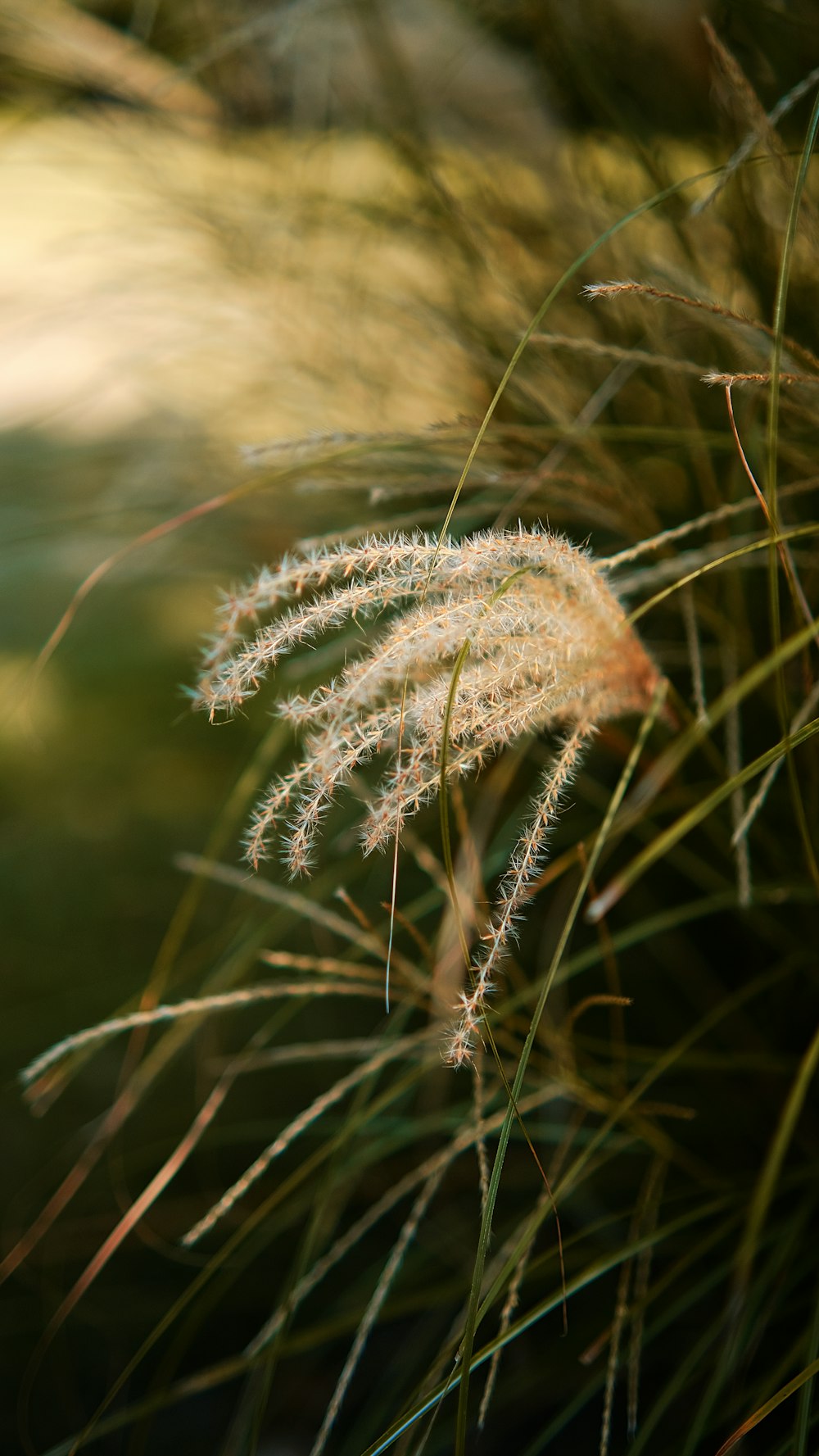 a close up of a plant with long grass