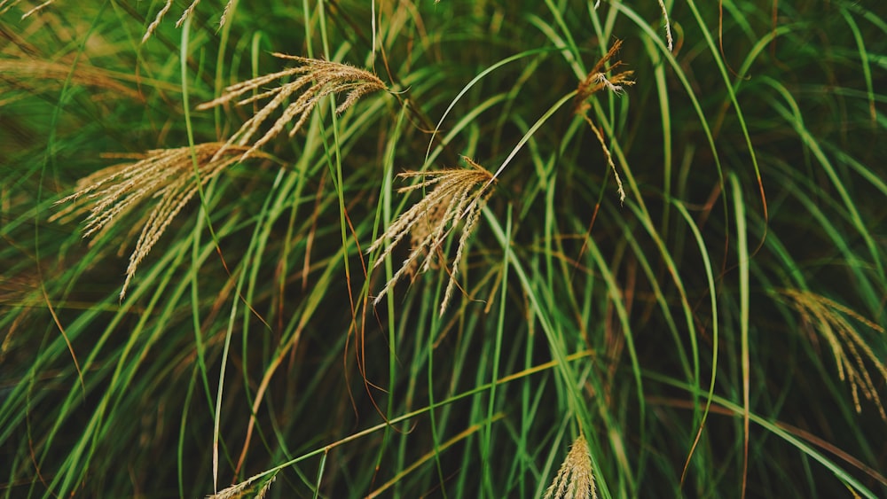 a close up of a bunch of tall grass