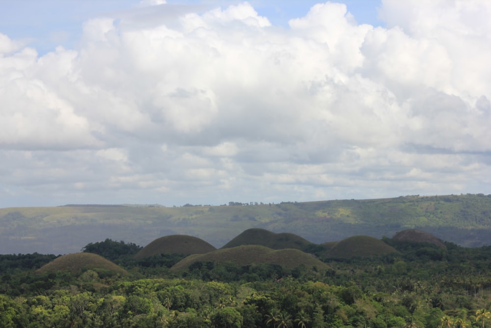 a herd of animals grazing on top of a lush green hillside