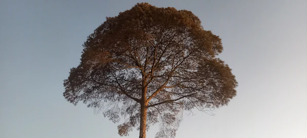 A well-shaped tree crown allowing sunlight and fresh air to flow through.
