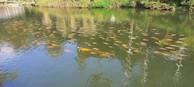Wide shot of a large fish pond filled with healthy Arowanas under natural light.