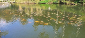 A serene fish pond with clear water and healthy fish swimming beneath green aquatic plants.