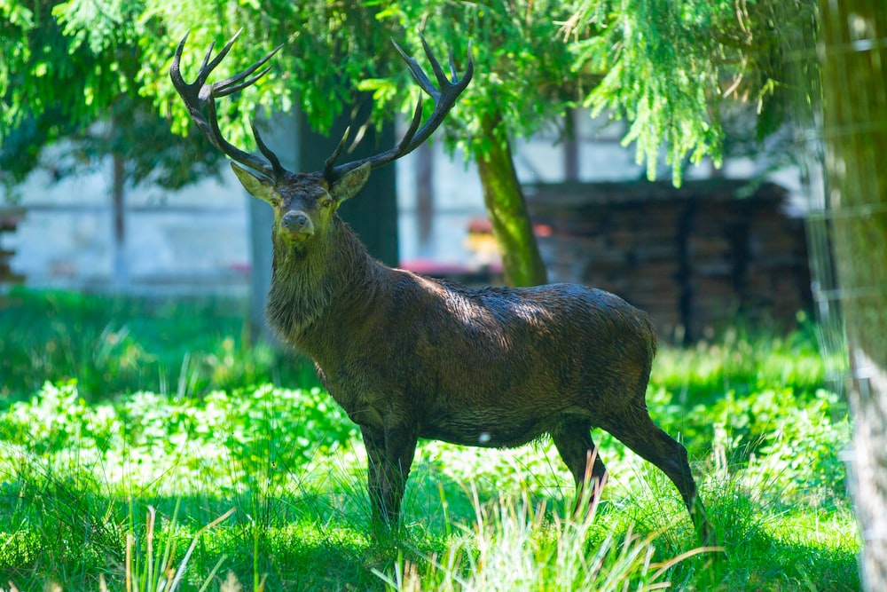 a statue of a deer standing in the grass