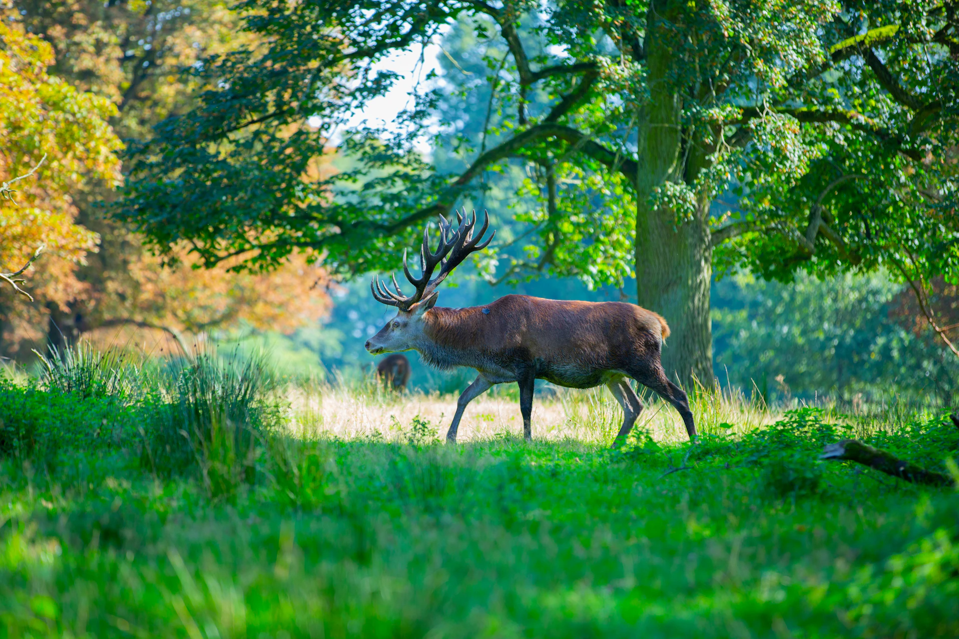 A deer in a lush green forest