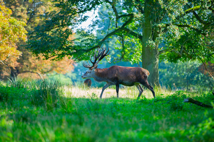 A deer walking through a lush green forest