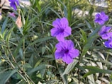 Bright violet blossoms with lush green leaves in natural sunlight.
