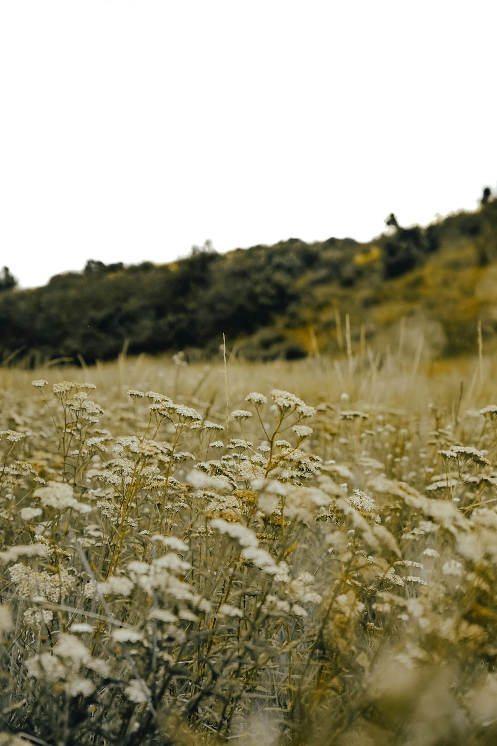 a field of tall grass with a hill in the background