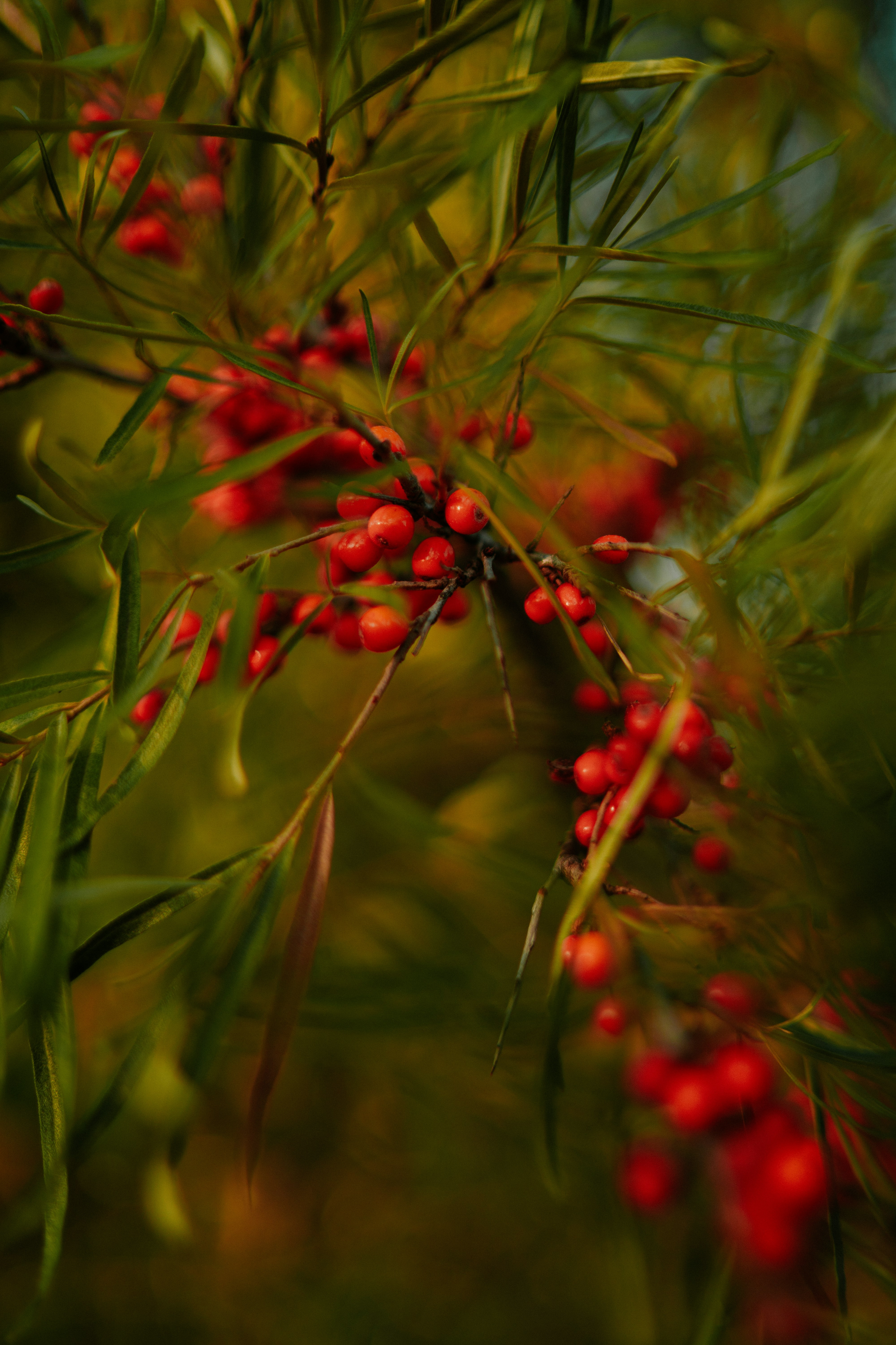 a close up of a tree with red berries