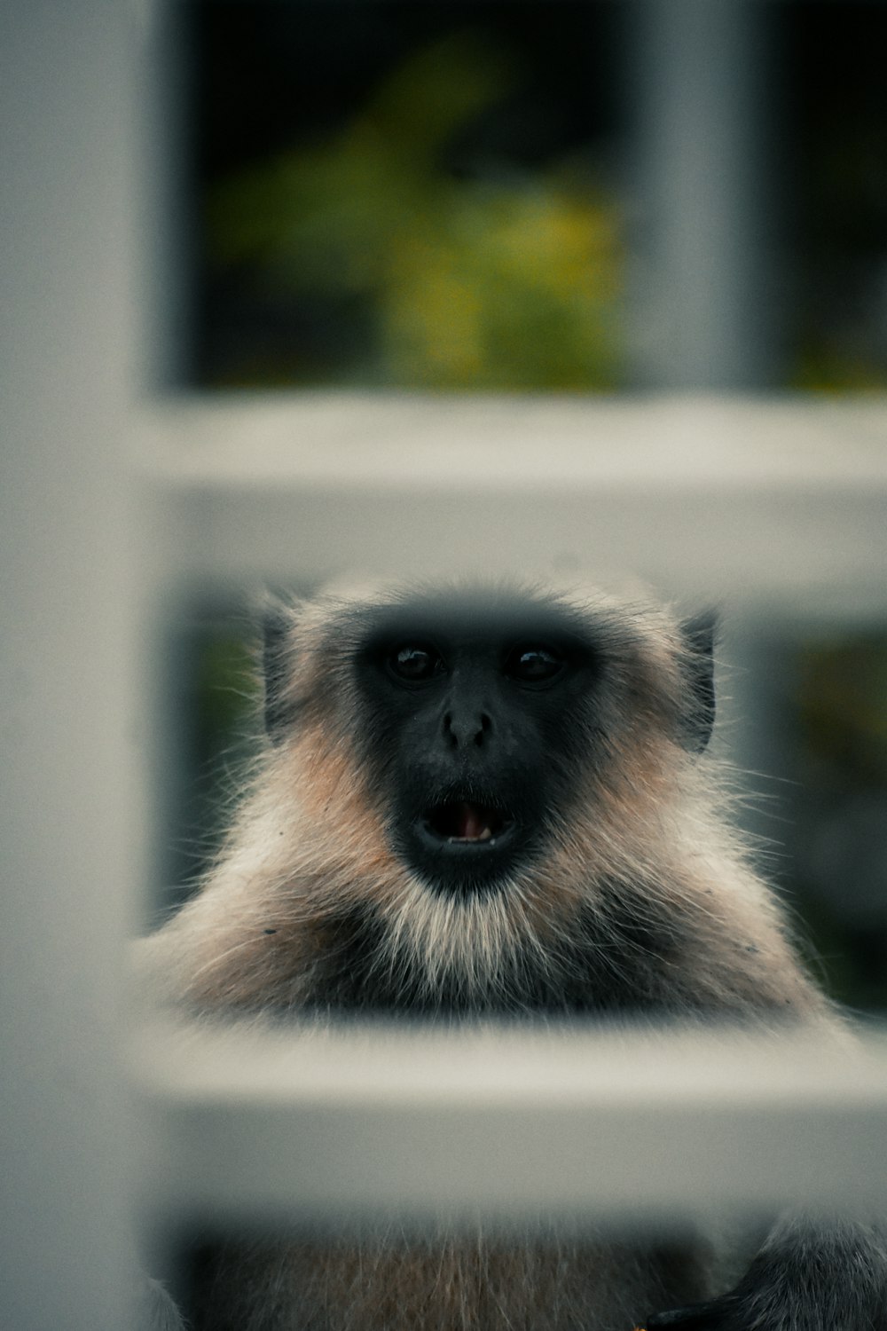 a monkey looking through a fence at the camera
