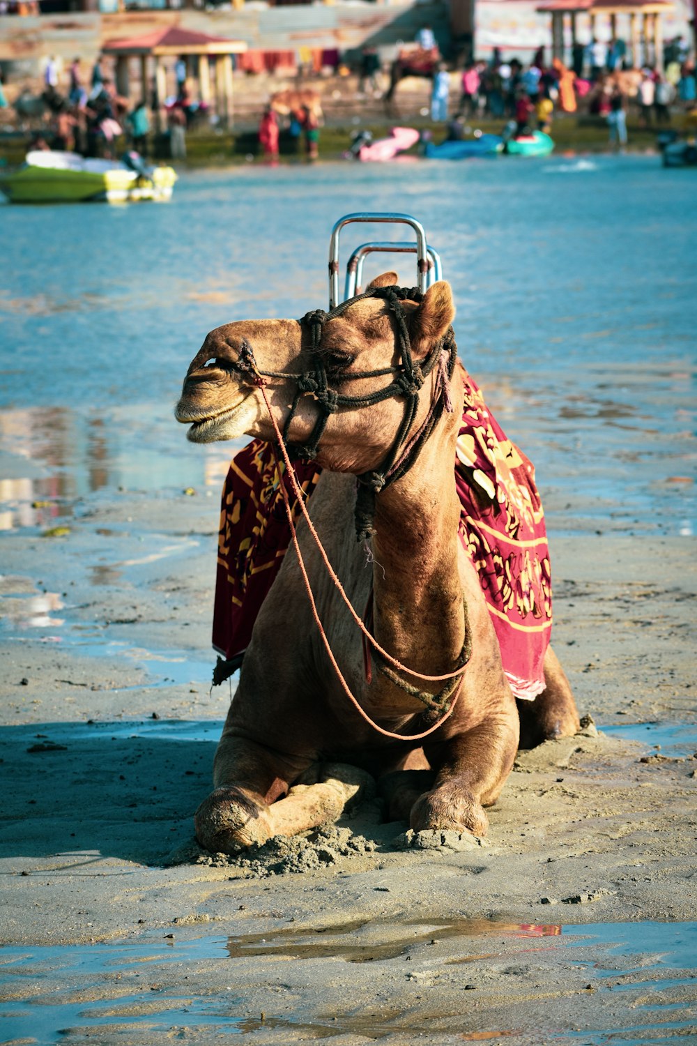 a camel with a saddle sitting on a beach
