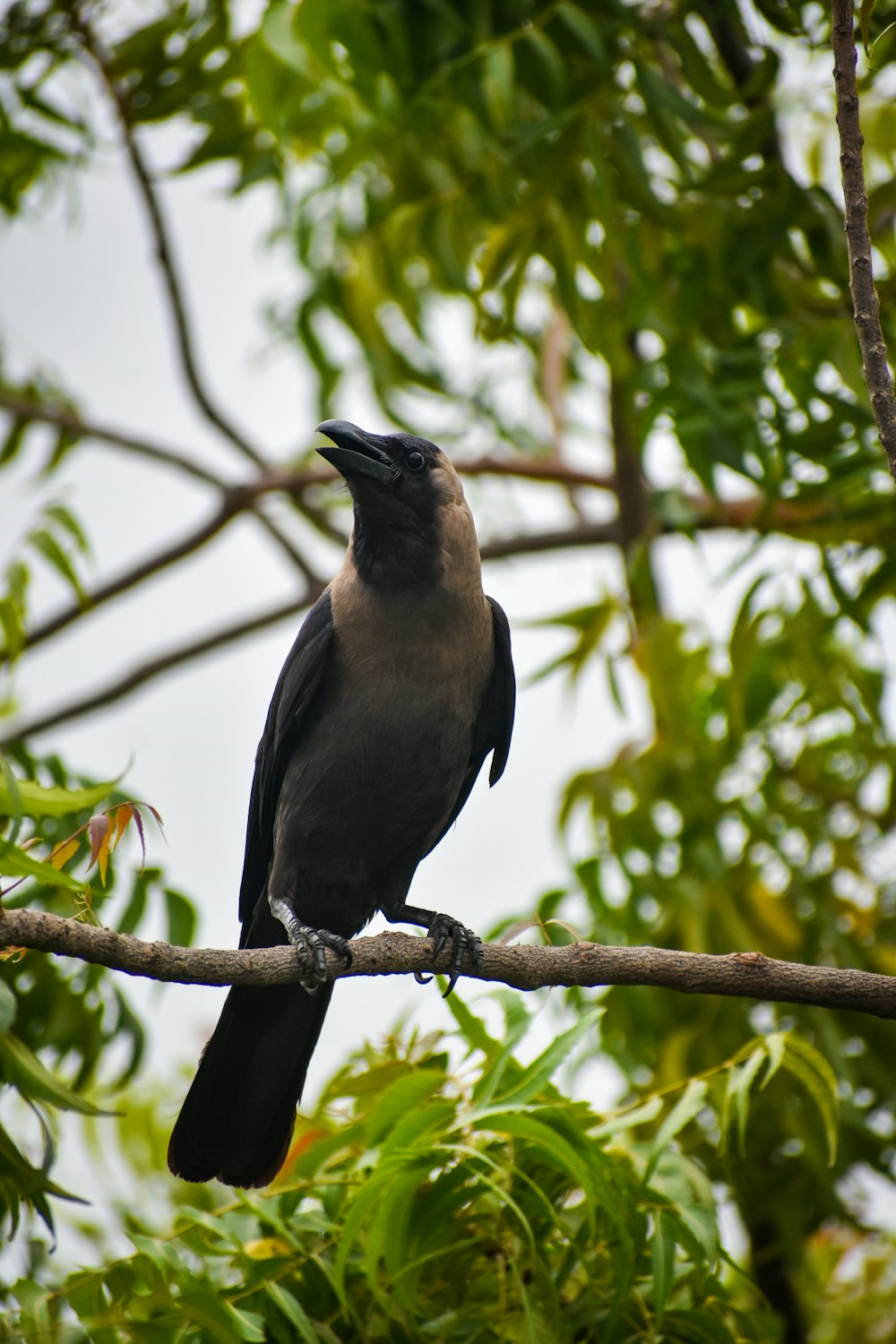 a black bird sitting on a tree branch
