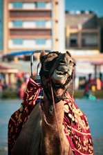 A camel is prominently featured wearing a decorative red and yellow patterned covering. The camel's expression appears humorous or curious with its teeth showing. In the background, there are blurred buildings and a vibrant outdoor setting with people and structures.