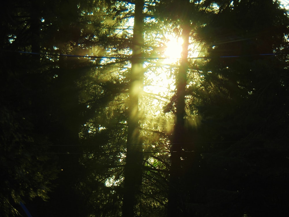 the sun is shining through the trees in the forest