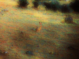 A rabbit sits in a grassy field surrounded by sparse vegetation and small rocks. The landscape has a mix of dry and green patches, creating a contrast of colors. The rabbit is centrally positioned, looking toward the camera with its ears upright.
