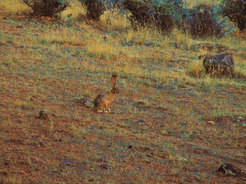 a rabbit is standing in a field of grass