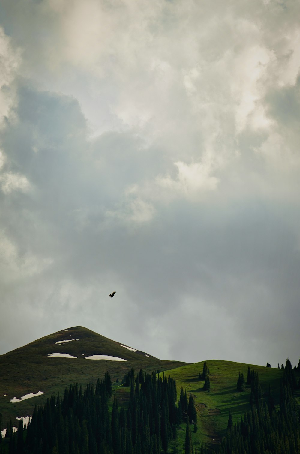 ein Vogel, der über einen üppig grünen Hügel unter einem bewölkten Himmel fliegt