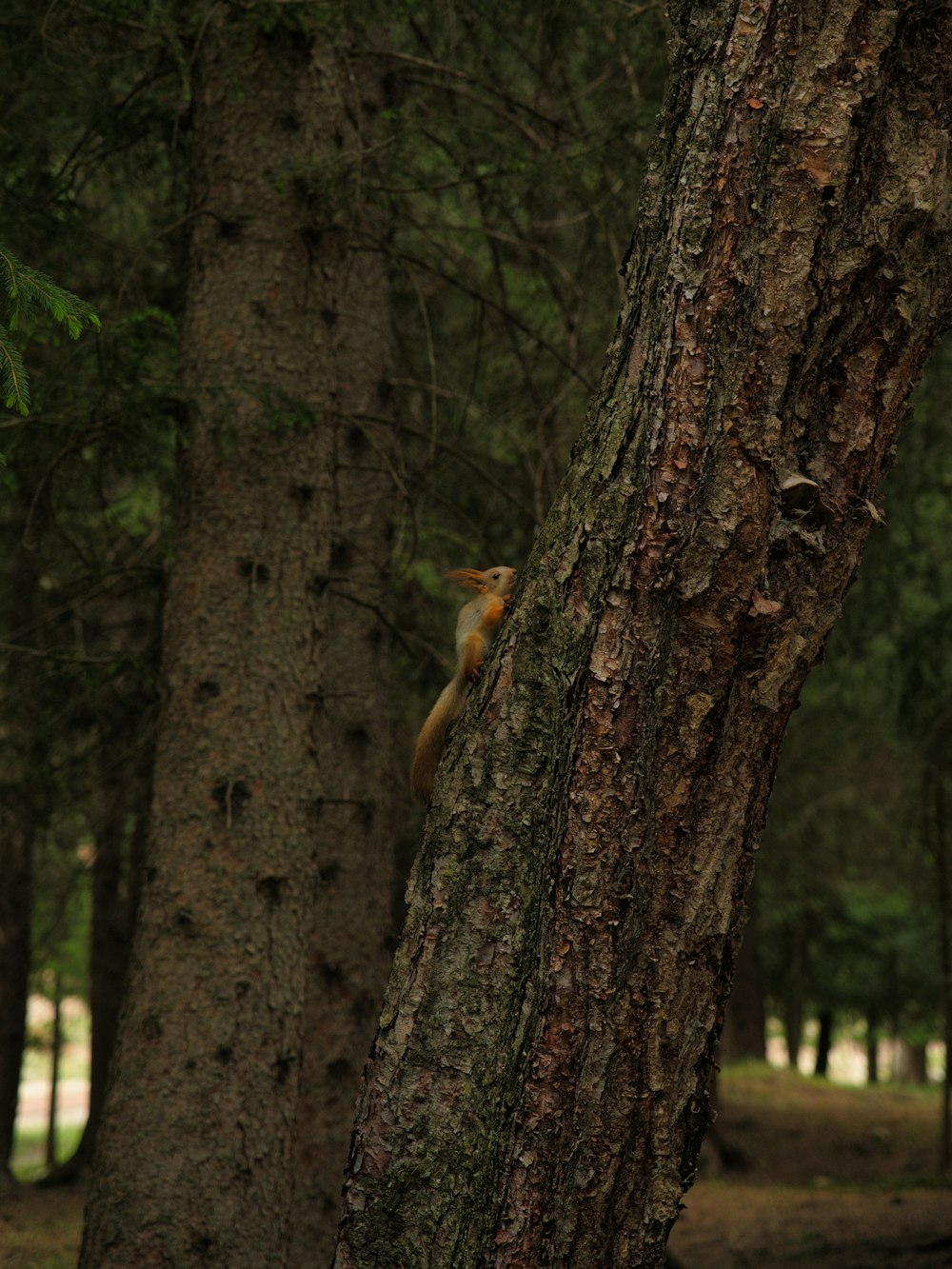 a squirrel climbing up the side of a tree