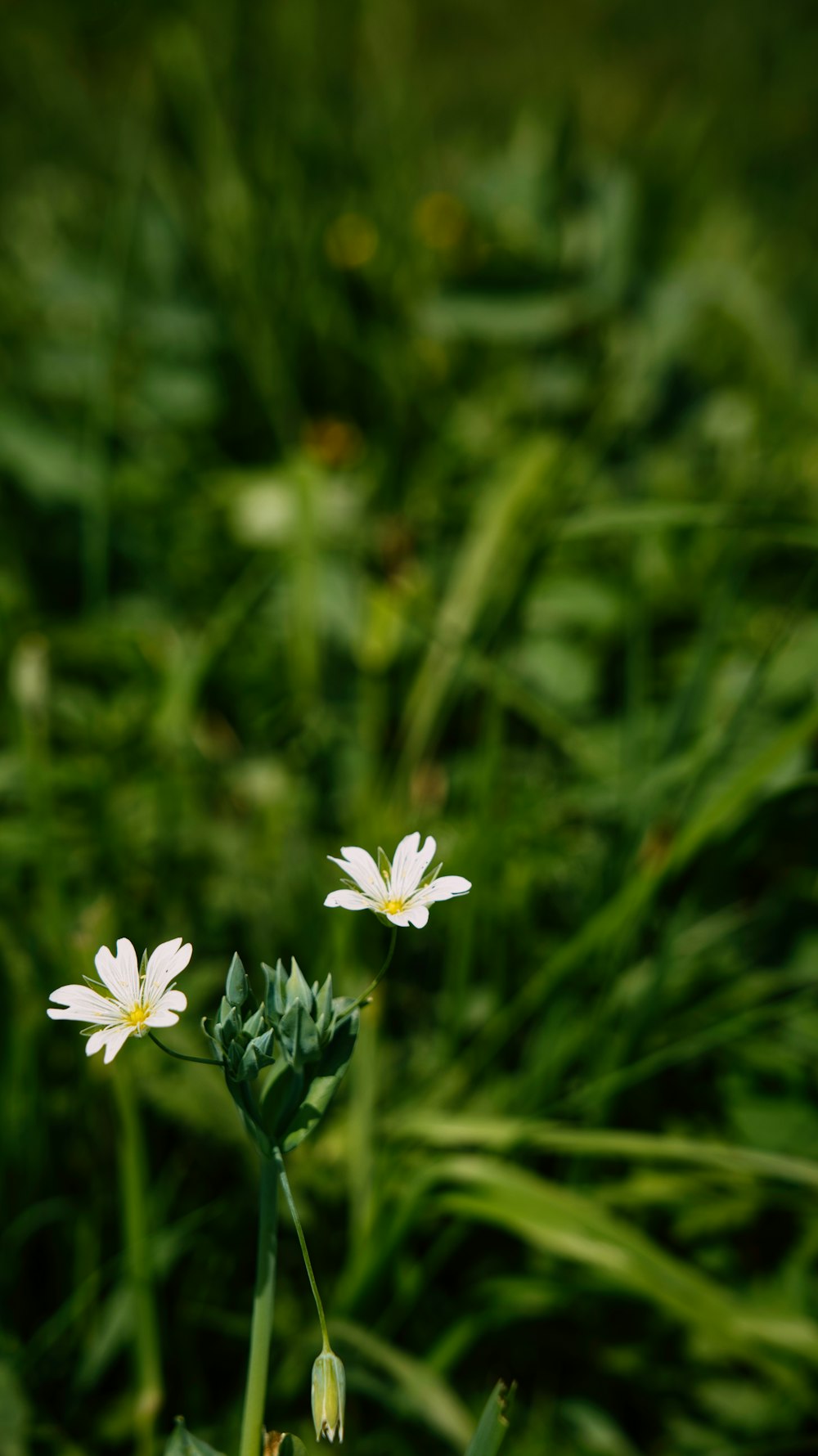 a couple of white flowers sitting on top of a lush green field