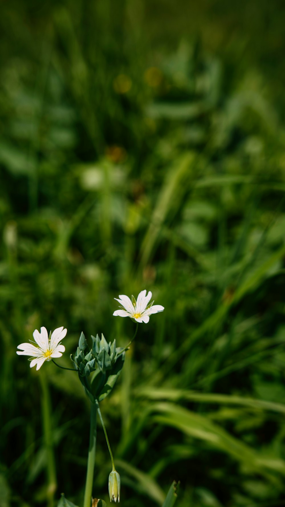 무성한 녹색 들판 위에 앉아 있는 두 개의 하얀 꽃