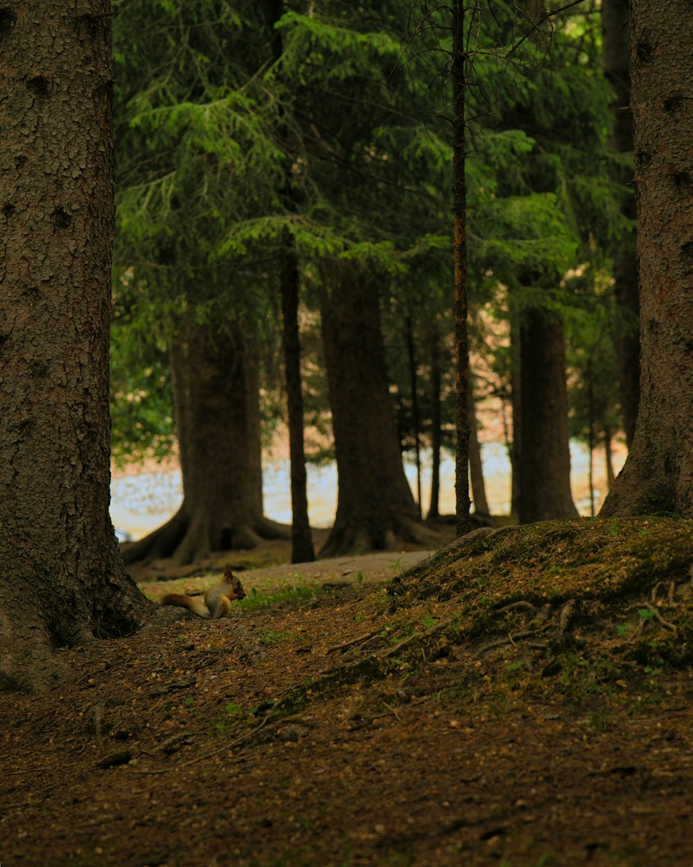 a bench sitting in the middle of a forest