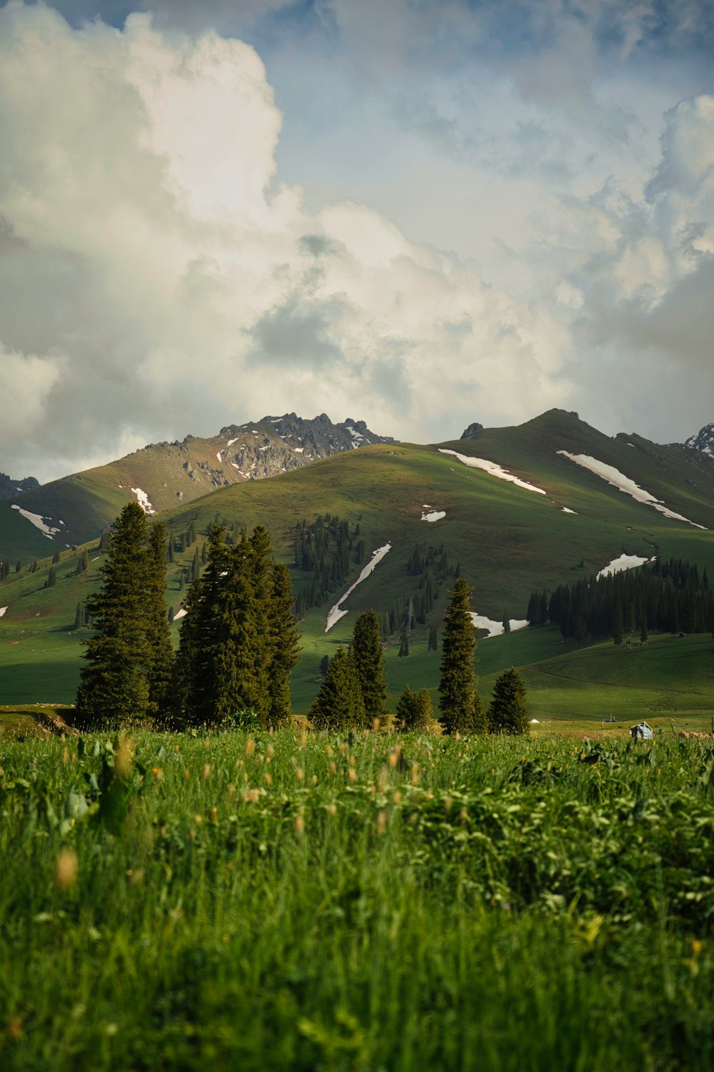 eine Wiese mit Bäumen und Bergen im Hintergrund