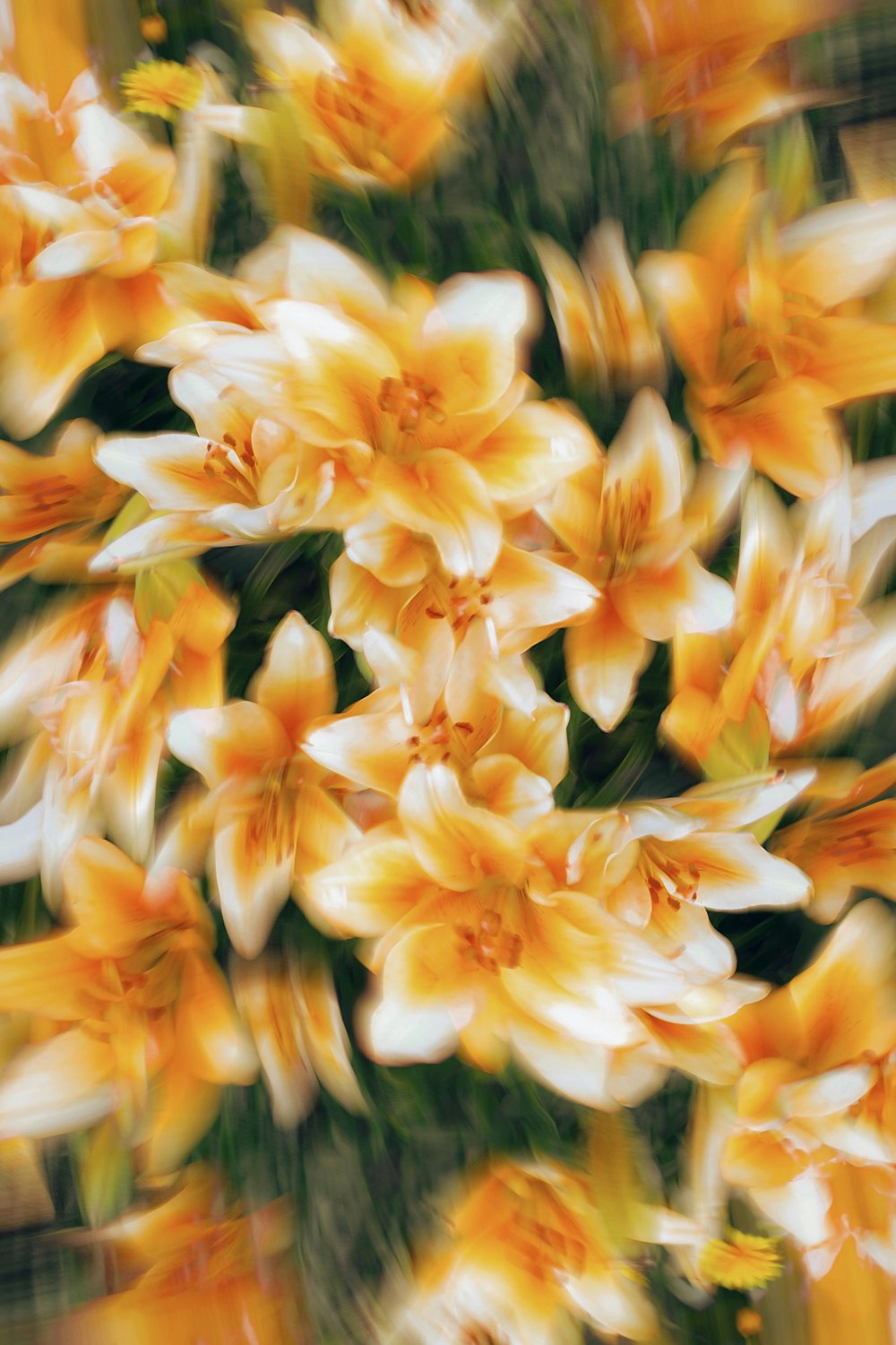 a bunch of yellow and white flowers with blurry background