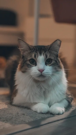 A content fluffy cat sitting calmly after a grooming session in a cozy home setting.