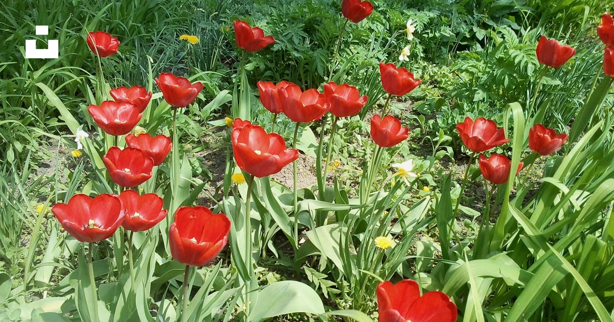 Un bouquet de fleurs rouges qui sont dans l’herbe photo – Image ...
