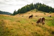 A pastoral landscape featuring a herd of cows grazing on a gently sloping hillside. Lush green grass and patches of dried yellow grass cover the ground. In the background, dense forests line the horizon under a cloudy sky.