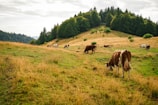 A pastoral landscape featuring a herd of cows grazing on a gently sloping hillside. Lush green grass and patches of dried yellow grass cover the ground. In the background, dense forests line the horizon under a cloudy sky.