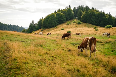 A pastoral landscape featuring a herd of cows grazing on a gently sloping hillside. Lush green grass and patches of dried yellow grass cover the ground. In the background, dense forests line the horizon under a cloudy sky.