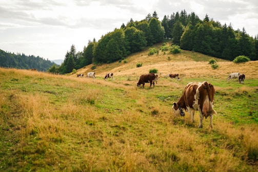 A pastoral landscape featuring a herd of cows grazing on a gently sloping hillside. Lush green grass and patches of dried yellow grass cover the ground. In the background, dense forests line the horizon under a cloudy sky.