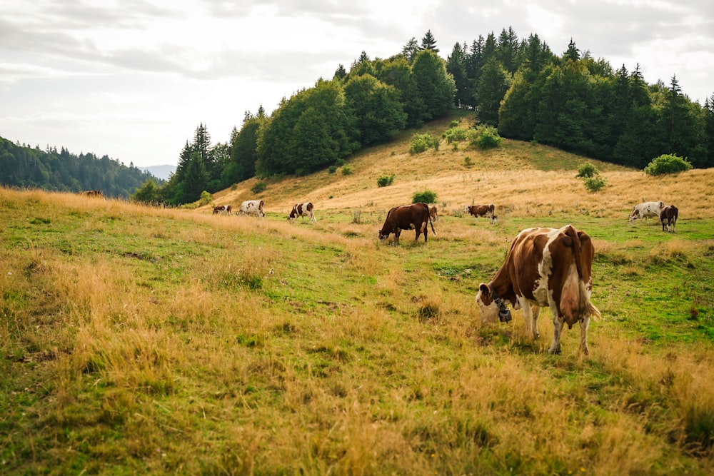 a herd of cattle grazing on a lush green hillside