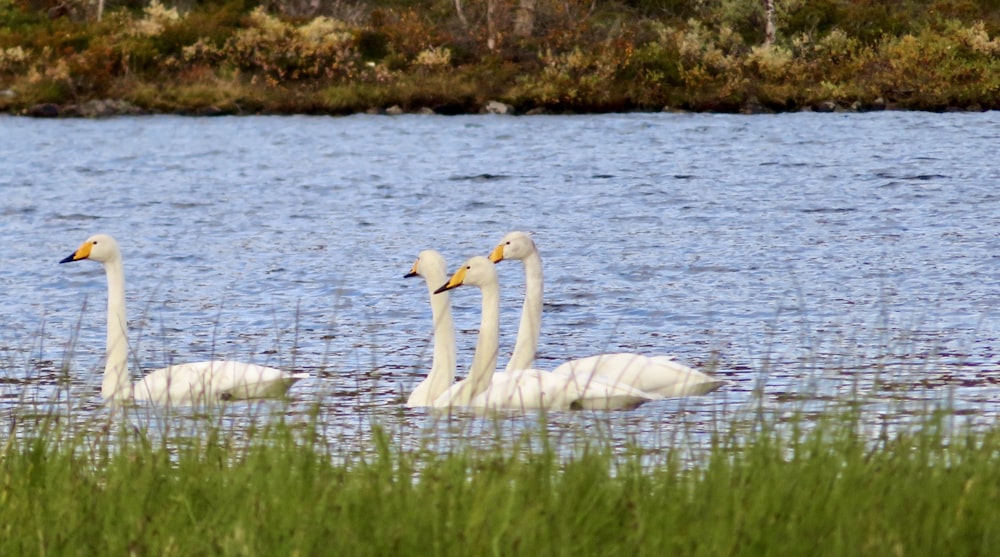 Dos cisnes nadan juntos en el agua