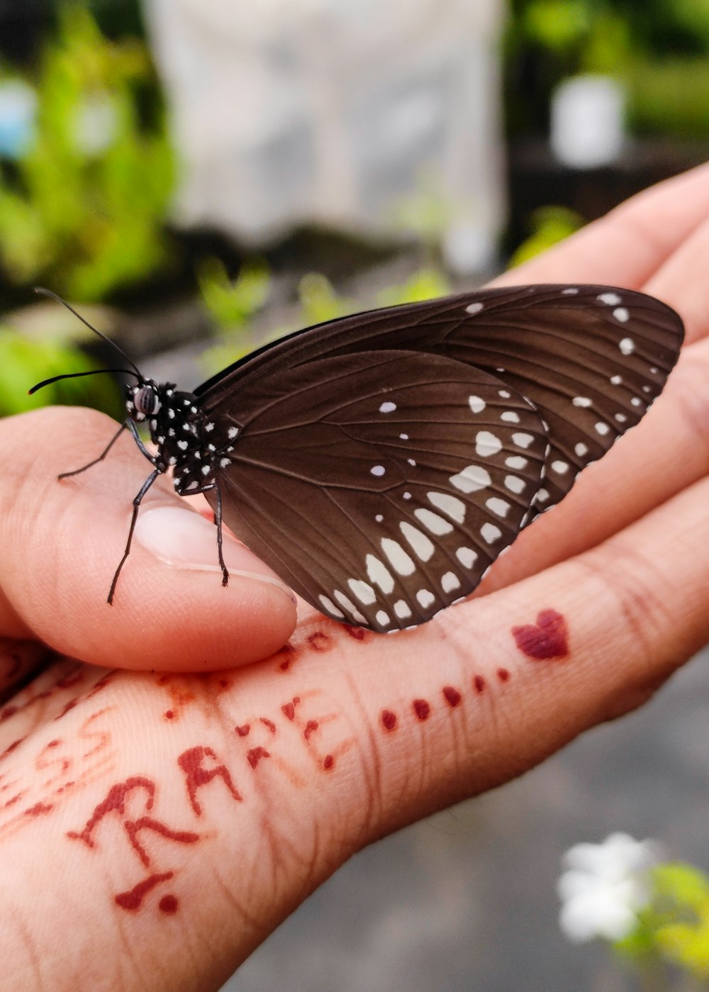 a butterfly that is sitting on someone's hand