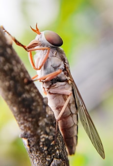 A close-up view of a large fly-like insect with distinct compound eyes perched on a branch. The insect displays long legs and translucent wings, with a textured body that has varied hues from light tan to darker shades. The background is softly blurred with shades of green and brown, highlighting the insect as the focal point.