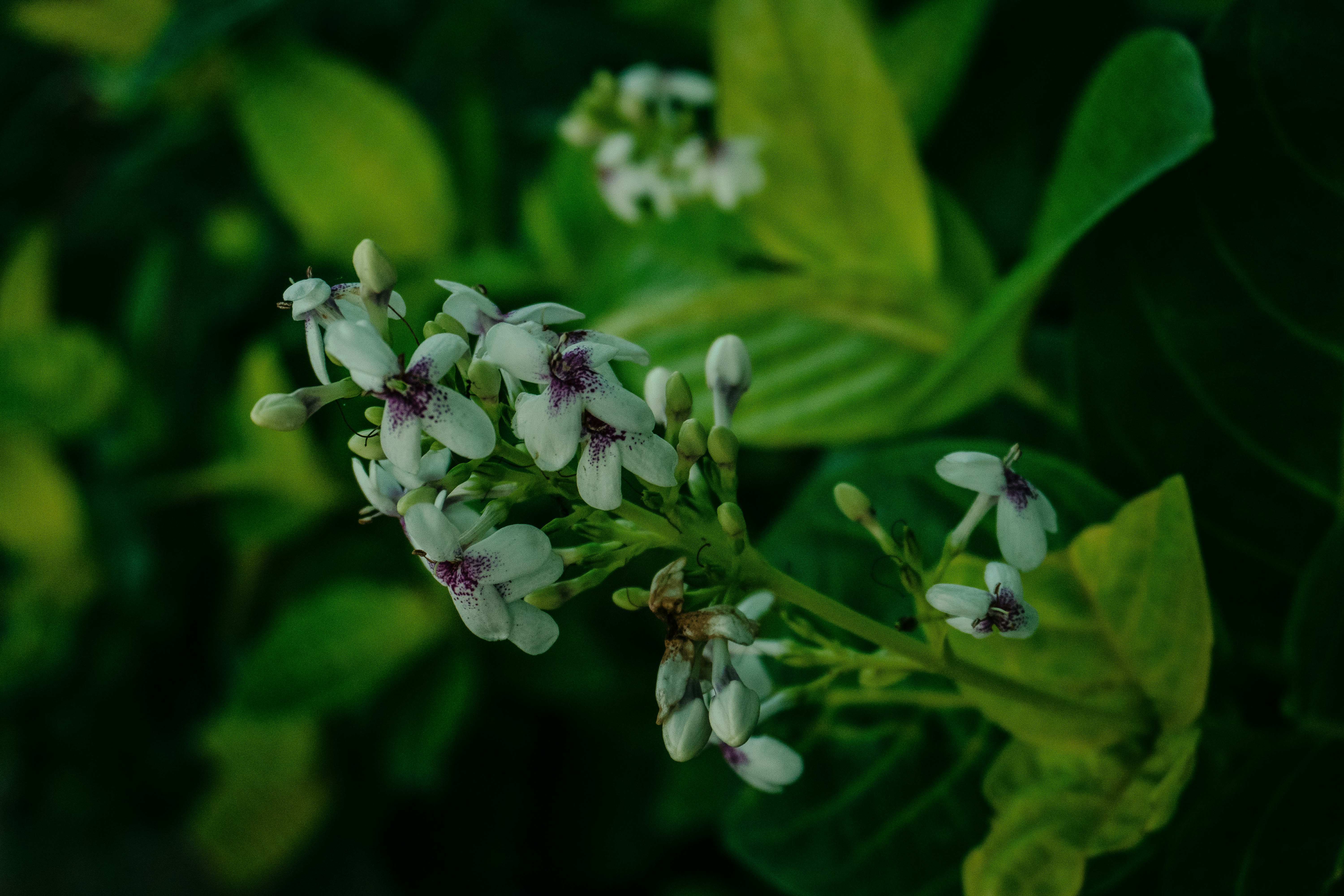 Photo by notsoaakash