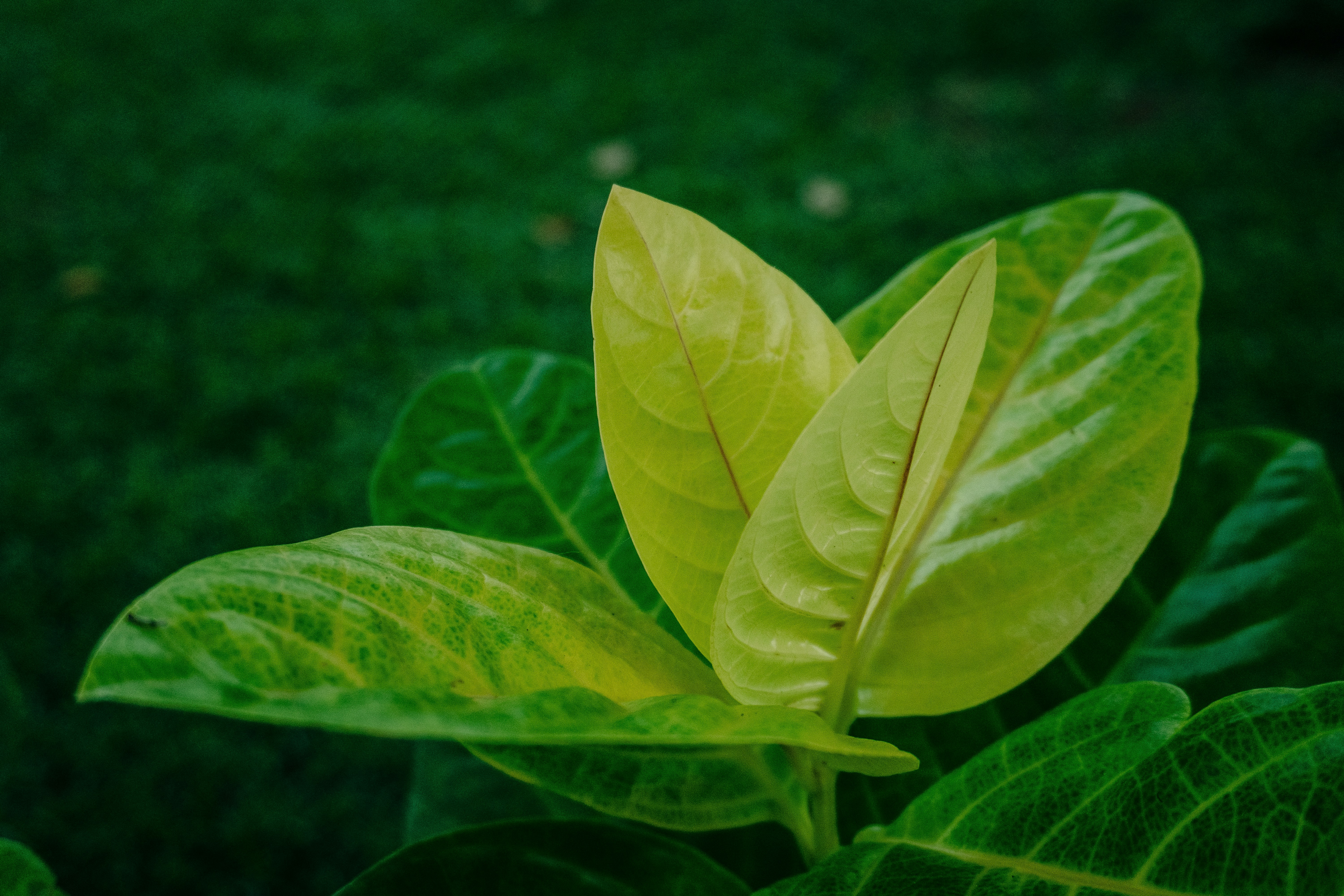 Photo by notsoaakash