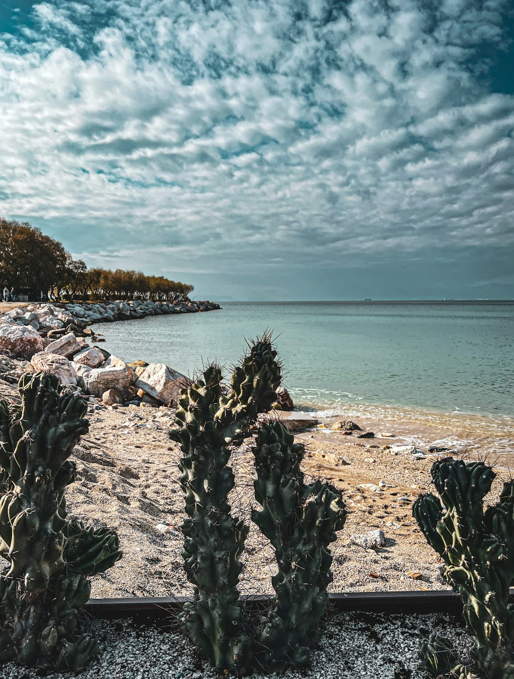 a beach with a bunch of cacti on it