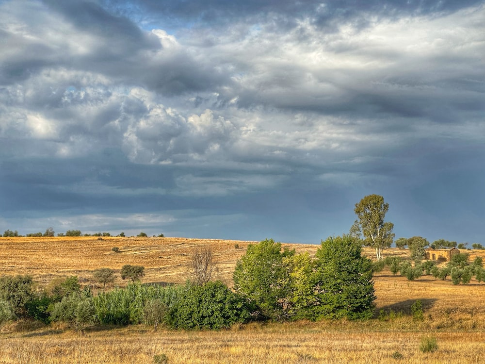 a field with trees and clouds in the background