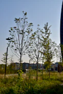 A team of landscapers planting young trees in a residential front yard on a clear day.