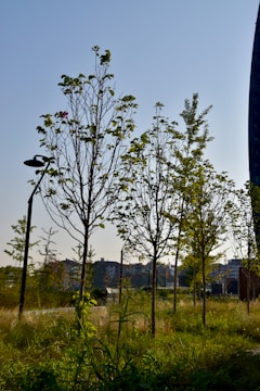 A team planting young trees along a residential street on a sunny day.